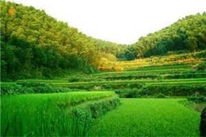 顾夕谢时屿完结版小说全章节目录