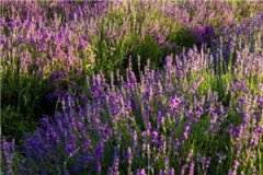 追了他四年陈佳顾霄小说章节目录列表阅读