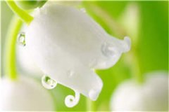 (全章节)沈嫣池寒笙小说-沈嫣池寒笙在线阅读