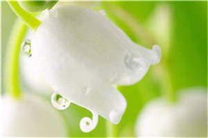 (全章节)沈嫣池寒笙小说-沈嫣池寒笙在线阅读