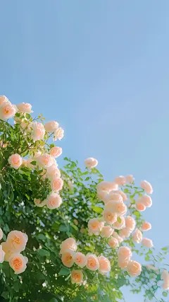 林晚星沈泽城是哪部小说的主角_林晚星沈泽城全文阅读