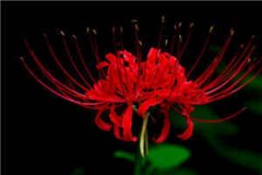 沈御风苏兮兮小说《沈御风苏兮兮》完结版阅读