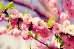 八零凝脂美人，退婚后转嫁高冷硬汉全书