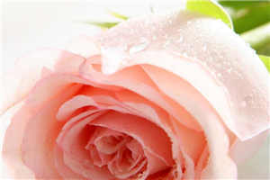 强迫臣服霍莽全文免费阅读 小说