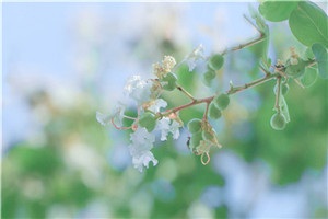 此情不过烟花碎免费小说彩虹全文阅读