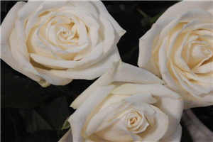 强迫臣服by西无罪全文免费