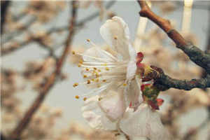 金刚杵直入莲花宫小f