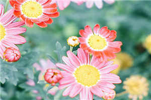 穿越农家三兄弟的幸福生活