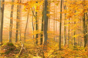 傅沛洲沈霞/傅沛洲沈霞(傅沛洲沈霞)小说全文_傅沛洲沈霞(傅沛洲沈霞)免费阅读