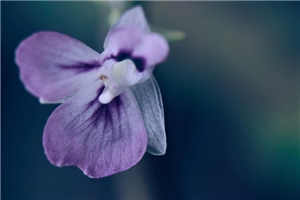 男主是给女主喂药控制的古言