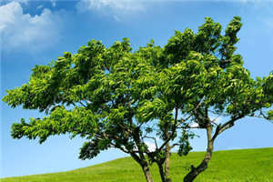 婆婆踩中地雷,我却见死不救(徐慈安谢正南)_婆婆踩中地雷,我却见死不救(徐慈安谢正南)