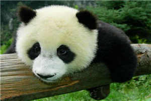 强迫臣服无删减版