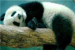 (全章节)重生嫁给竹马兵哥哥-重生嫁给竹马兵哥哥夏黎初许星离在线阅读
