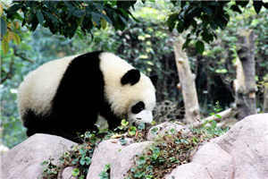 剪不断，理还乱