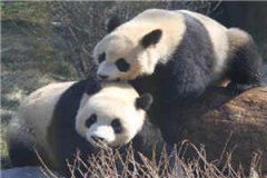 新上小说重生九零：兴风作浪小团宠居安最新章节阅读