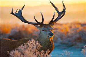 极品师尊是炉鼎