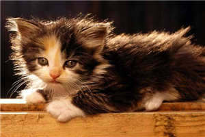 00后搞笑说说 希望所有的事都和长胖一样简单