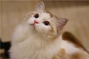 穿越农家三兄弟的幸福生活