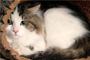 韫色过浓肉49到54补肉部分