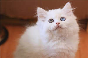 穿越农家三兄弟的幸福生活