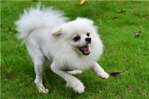 桃桃多肉 时拓po