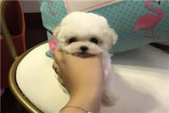《重生八零成商人》完结小说(全文在线阅读)