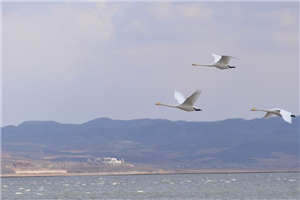 穿越农家三兄弟的幸福生活