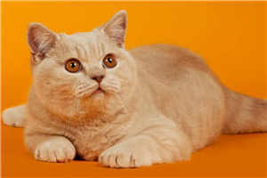 刘成男主角按摩师刘雪小说免费阅读