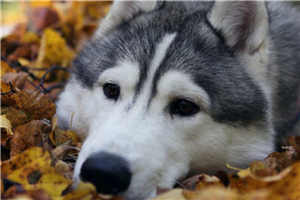 穿越农家三兄弟的幸福生活