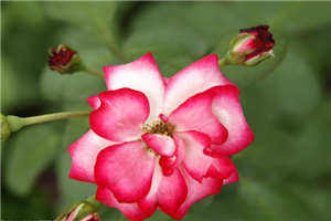 我独自摇2005高考满分作文了半天