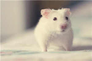 火凤凰之美女如云