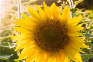 老院的丝瓜（散文）